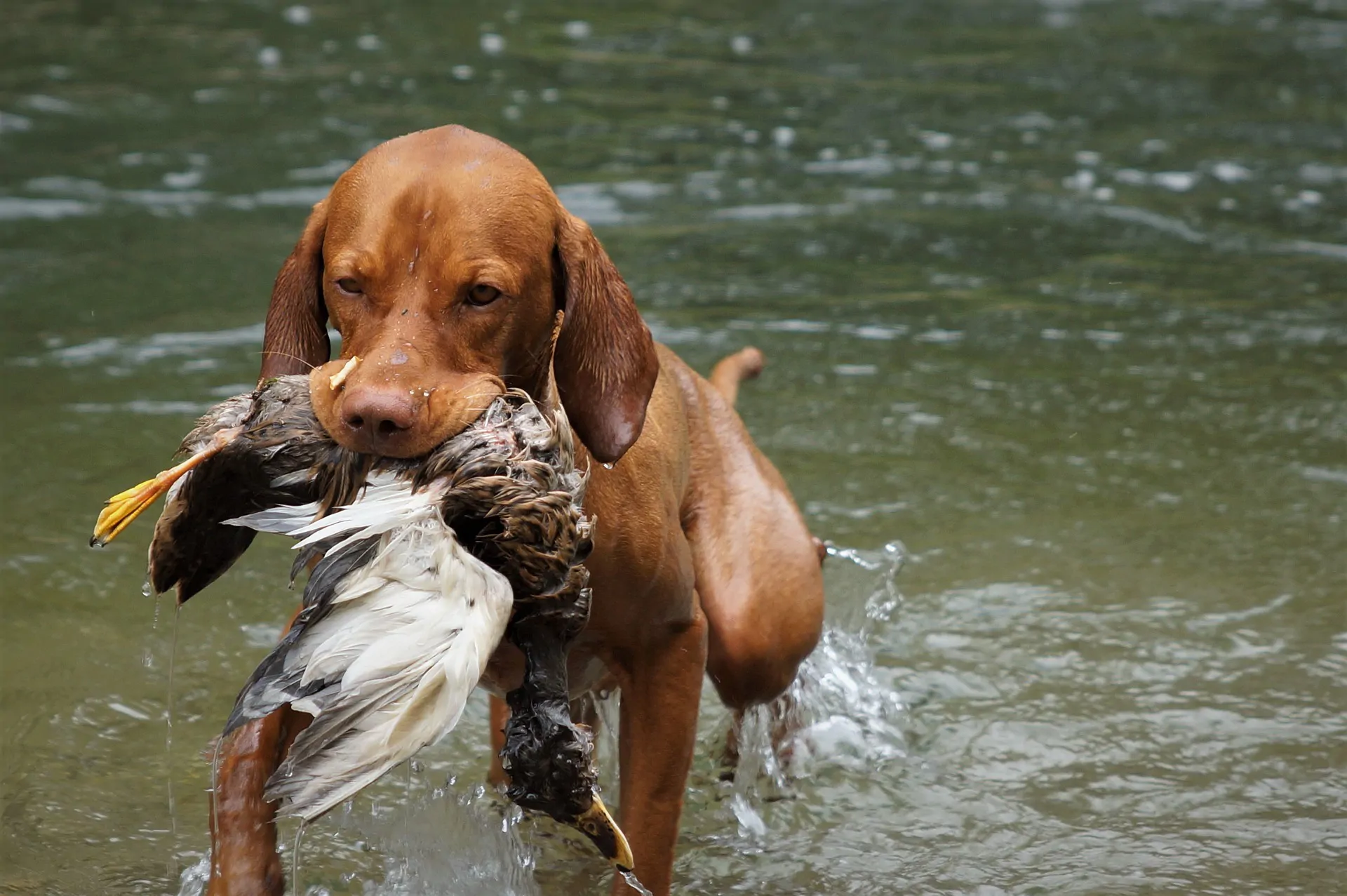 Hunting dogs may represent an overlooked H5N1 exposure interface in the United States