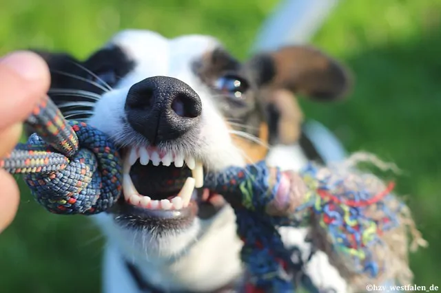 veterinary dentistry, oral health care