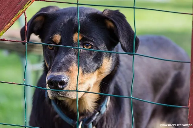 Animal Welfare, Swiss Veterinary Medicine