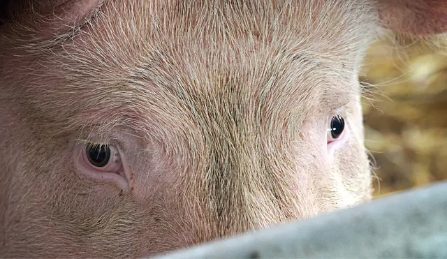 peste porcine africaine