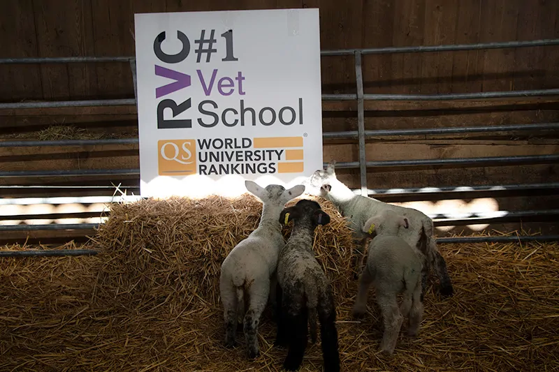 rvc-no1-lambs