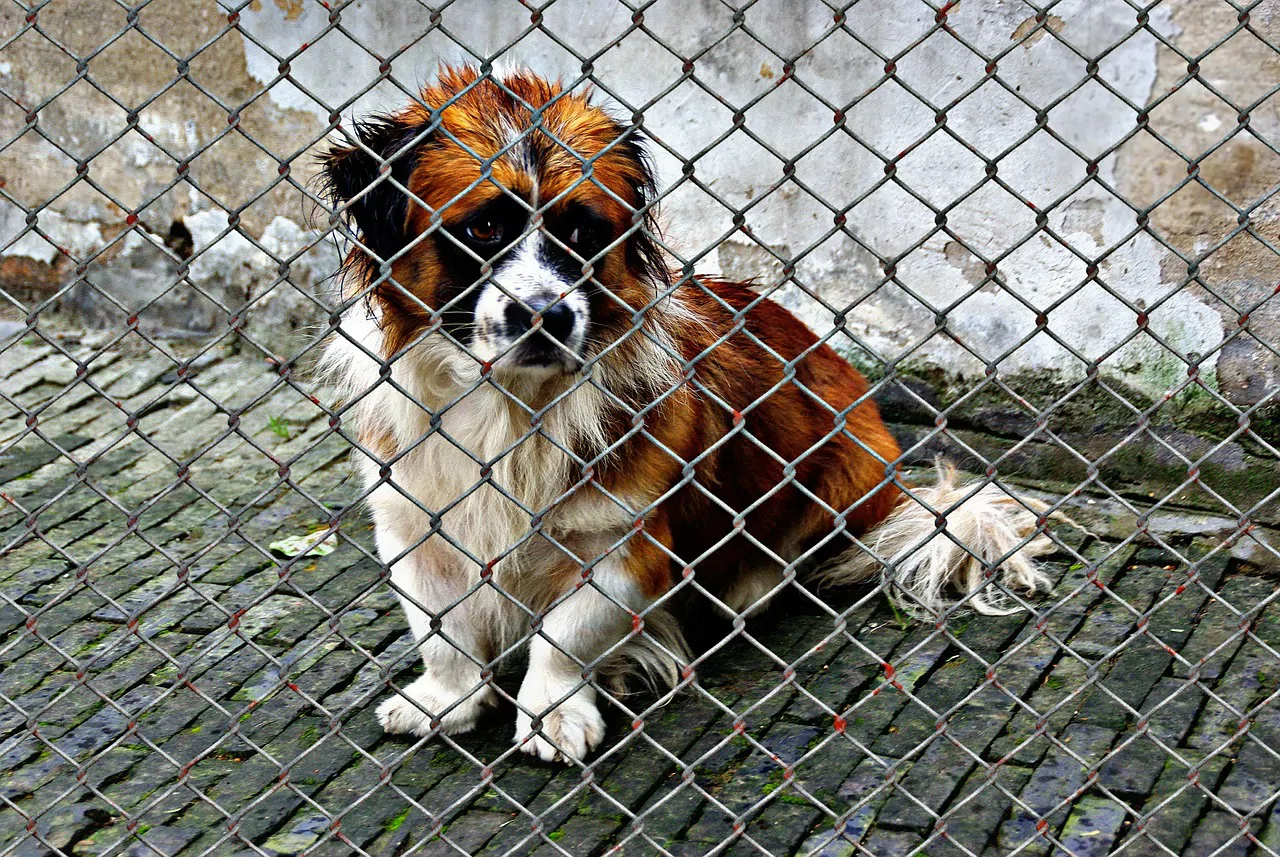en refuge, pour les chiens craintifs, l’acclimatation passive ne remplace pas une rééducation active. Une prise en charge précoce réduit plus rapidement la peur, n’allonge pas le délai jusqu’à l’adoption et améliore la qualité de vie des animaux anxieux dès les premières semaines