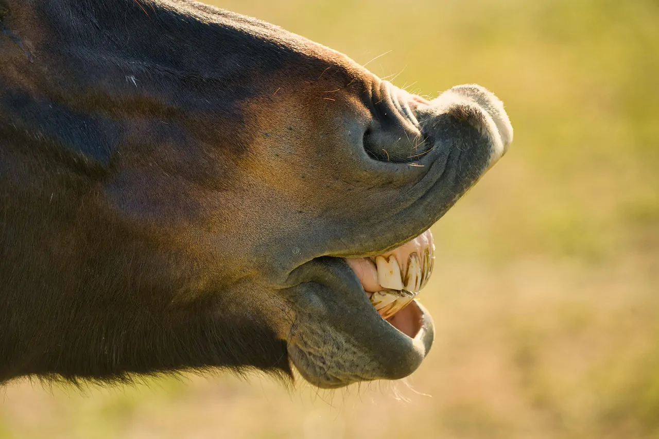 En dentisterie équine, l’administration d’antibiotiques est devenue un geste de confort. Une publication remet la décision thérapeutique à sa place, c’est-à-dire fondée sur la balance bénéfice/risque où le bénéfice doit être réel et le risque évalué.