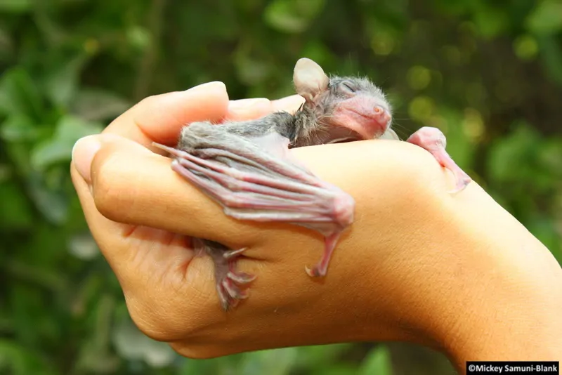 Bébé chauve-souris frugivore d'Égypte