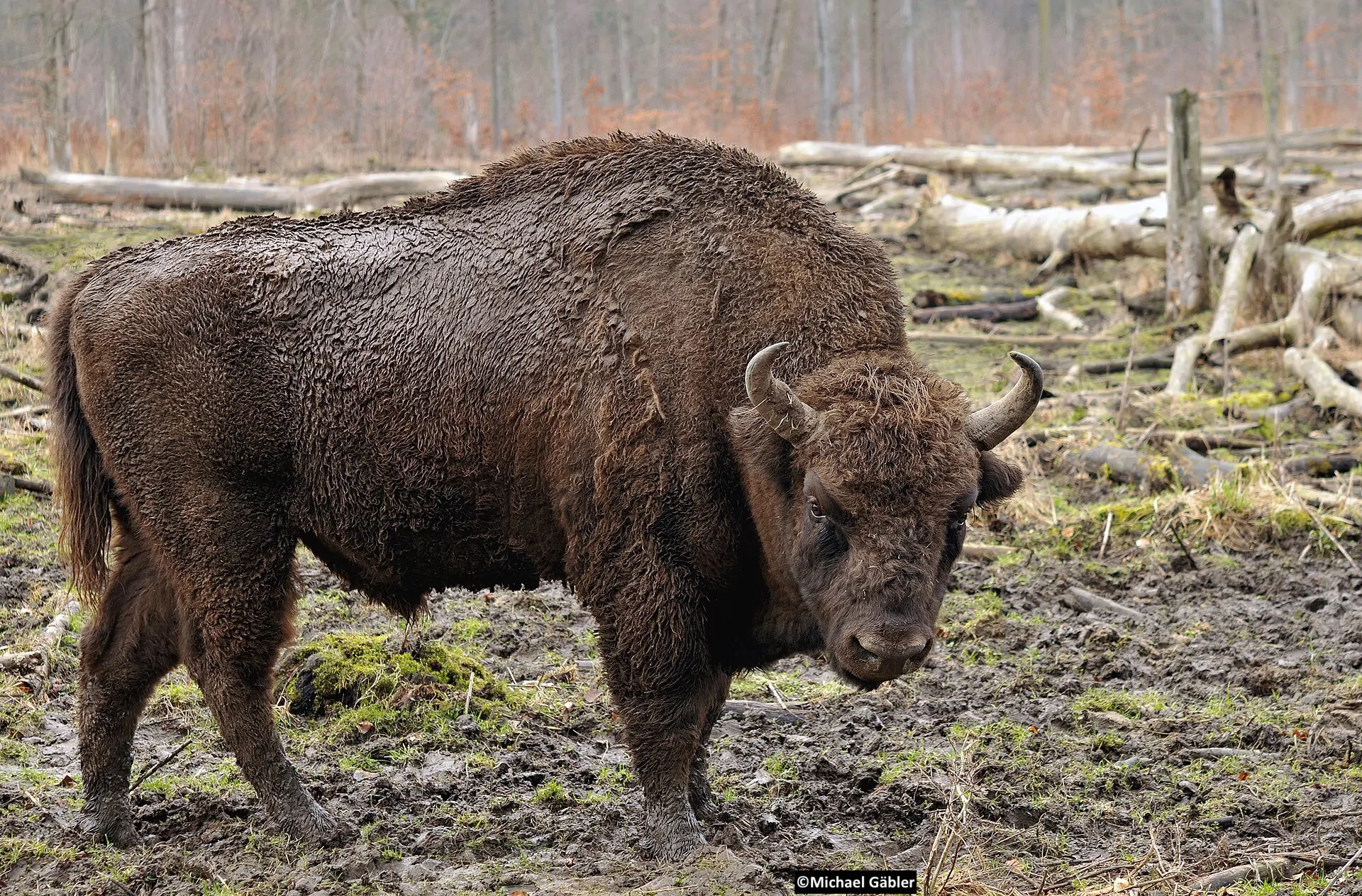 Bison bonasus (Linnaeus 1758)