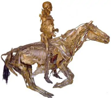 cavalier fragonard