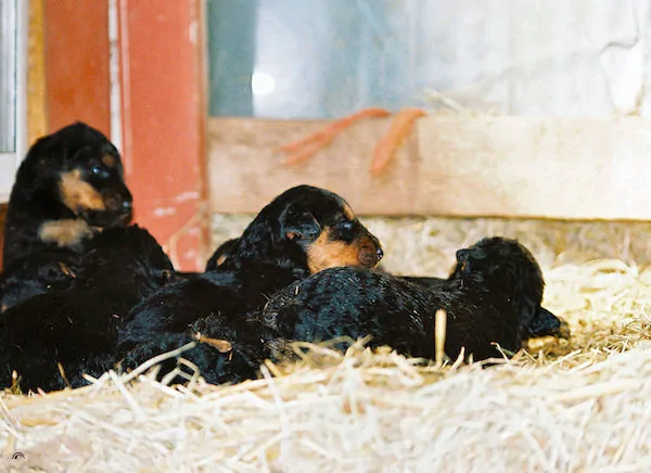 elevage-de-chiots