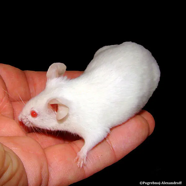 bien-etre-des-animaux-experimentation-animale