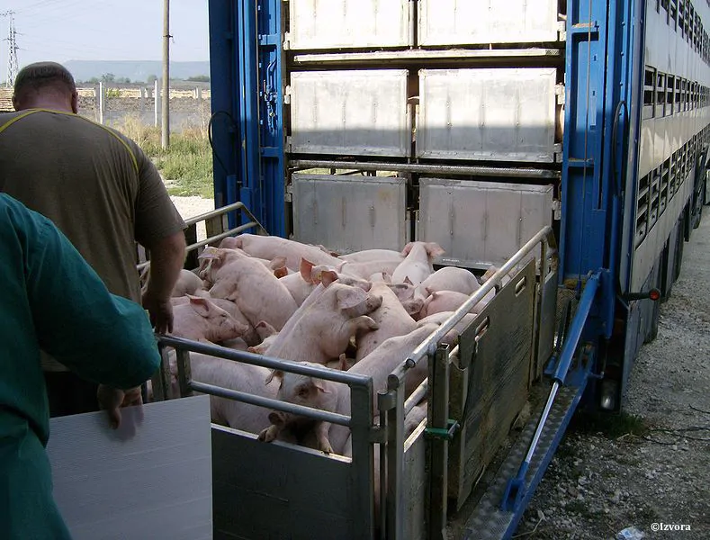transport-des-animaux-fve