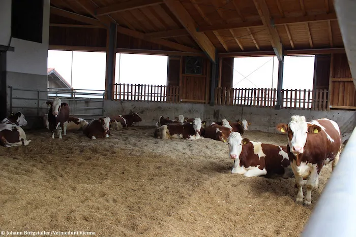 litiere-de-copeaux-vache-laitiere