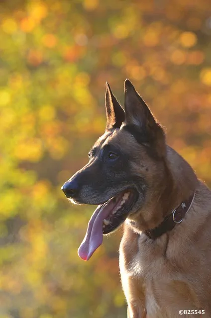 chiens de race malinois berger belge