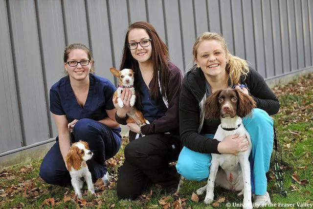 enseignement veterinaire 2017 etudiants