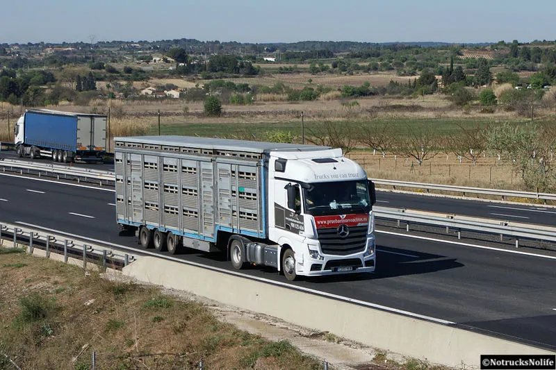 Bien-être animal : l’OIE mobilisée sur le front du transport d’animaux vivants