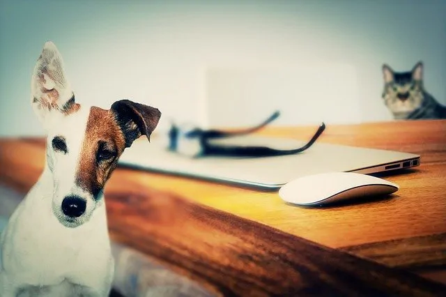 Chiens et humains : une même zone cérébrale pour traiter les chiffres