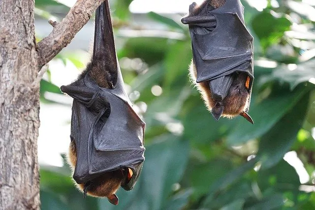 One Health : Les chauves-souris, une source de nouvelles pandémies