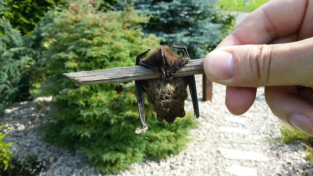 One Health : Les chauves-souris, une source de nouvelles pandémies