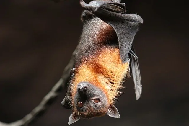 One Health : Les chauves-souris, une source de nouvelles pandémies