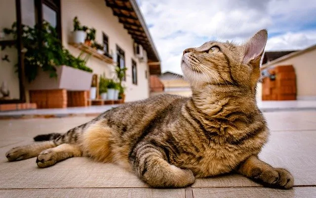 Des tests Covid-19 pour les chats et chiens