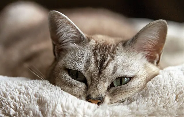 Des tests Covid-19 pour les chats et chiens
