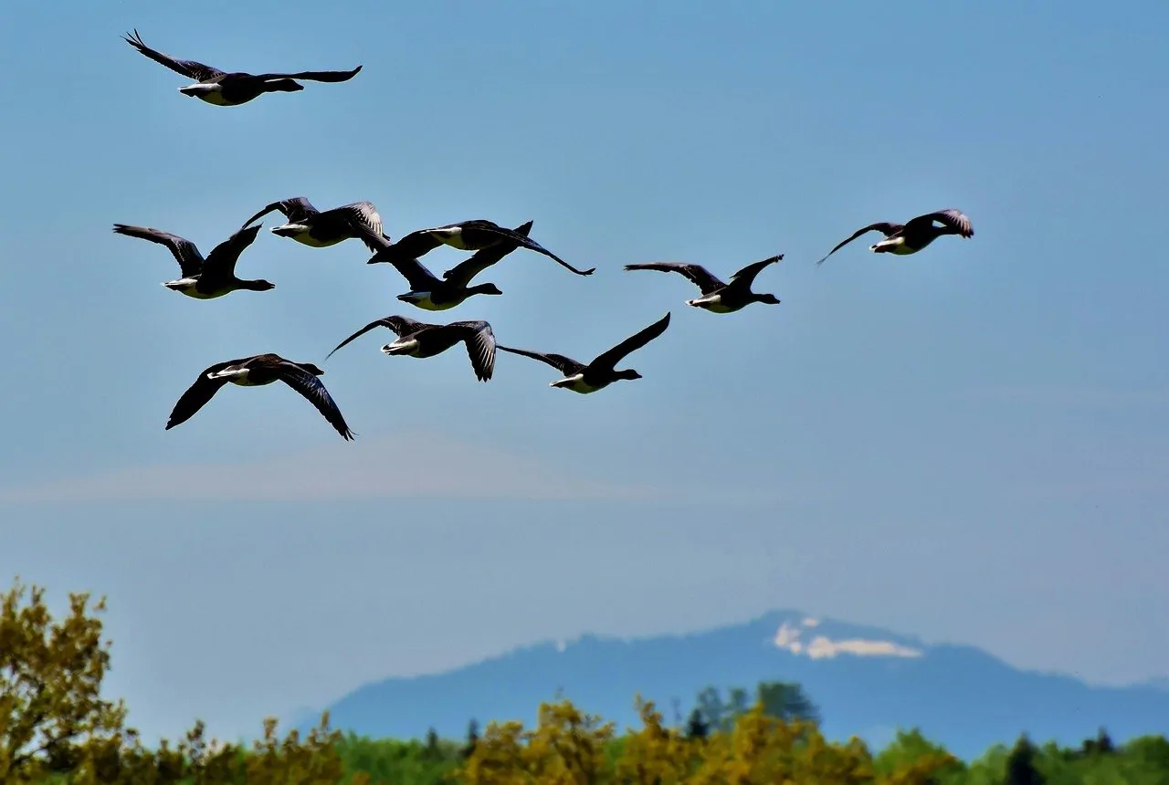 Danger sanitaire hautement infectieux, l’influenza aviaire H5N8 a fait son entrée en Europe et depuis, inquiète. Pouvant entrainer une mortalité importante chez les oiseaux domestiques et sauvages, elle peut de ce fait causer d'importantes pertes économiques, mais présente aussi un risque zoonotique