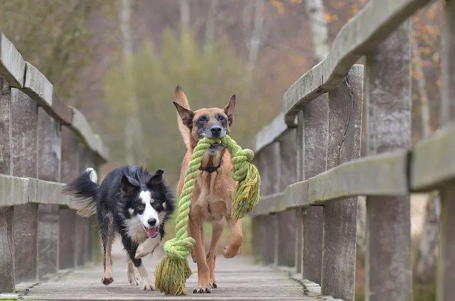 rtains comportements canins comme l’agressivité et la peur peuvent avoir une base génétique et donc une prévalence chez certaines races de chiens. ﻿