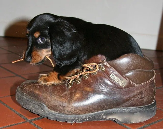 Dermatite atypique canine, comportement et stress associés