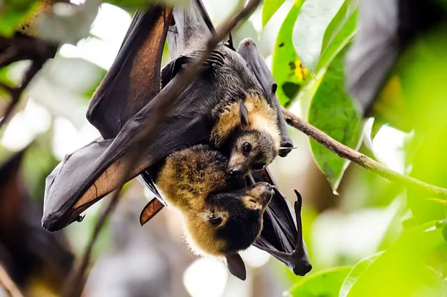 Six nouveaux coronavirus découverts chez la chauve-souris