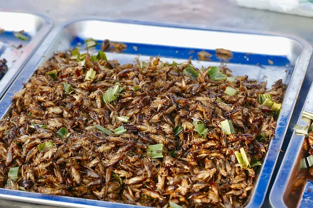 Malgré les nombreux avantages économiques, environnementaux et nutritionnelle, la France demeure encore frileuse à la présence des insectes dans l’assiette des humains et leurs compagnons à poils, mais plus pour longtemps