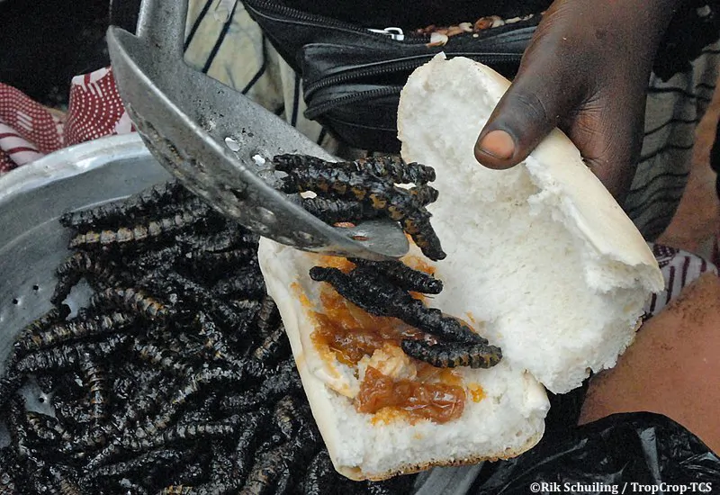 Malgré les nombreux avantages économiques, environnementaux et nutritionnelle, la France demeure encore frileuse à la présence des insectes dans l’assiette des humains et leurs compagnons à poils, mais plus pour longtemps
