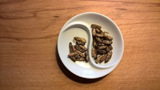 Malgré les nombreux avantages économiques, environnementaux et nutritionnelle, la France demeure encore frileuse à la présence des insectes dans l’assiette des humains et leurs compagnons à poils, mais plus pour longtemps. &nbsp;&nbsp;