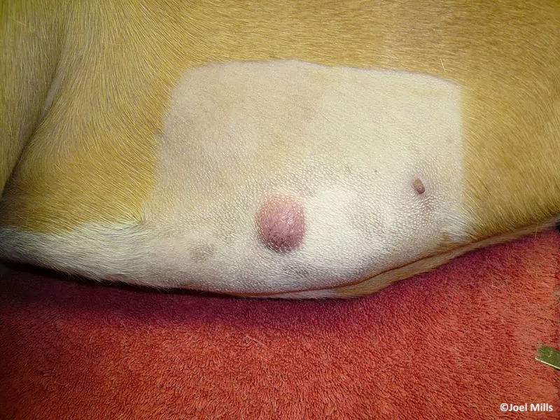 Oncologie: un chat sur cinq développera un cancer, tout comme un chien sur deux après l’âge de 10 ans