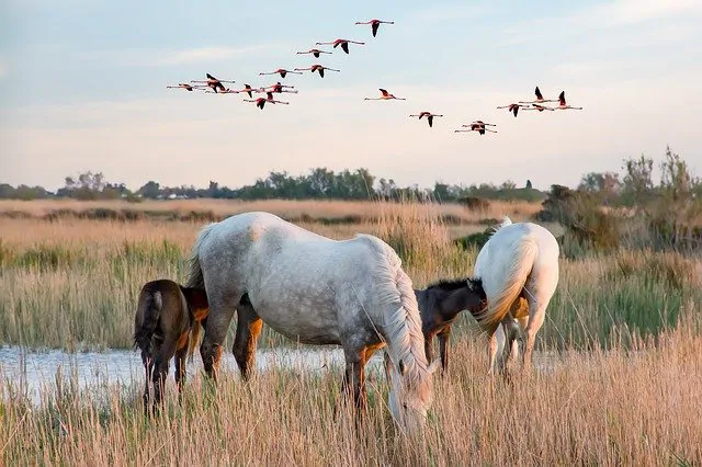 Fièvre de West-Nile : Progression de cette zoonose en Europe
