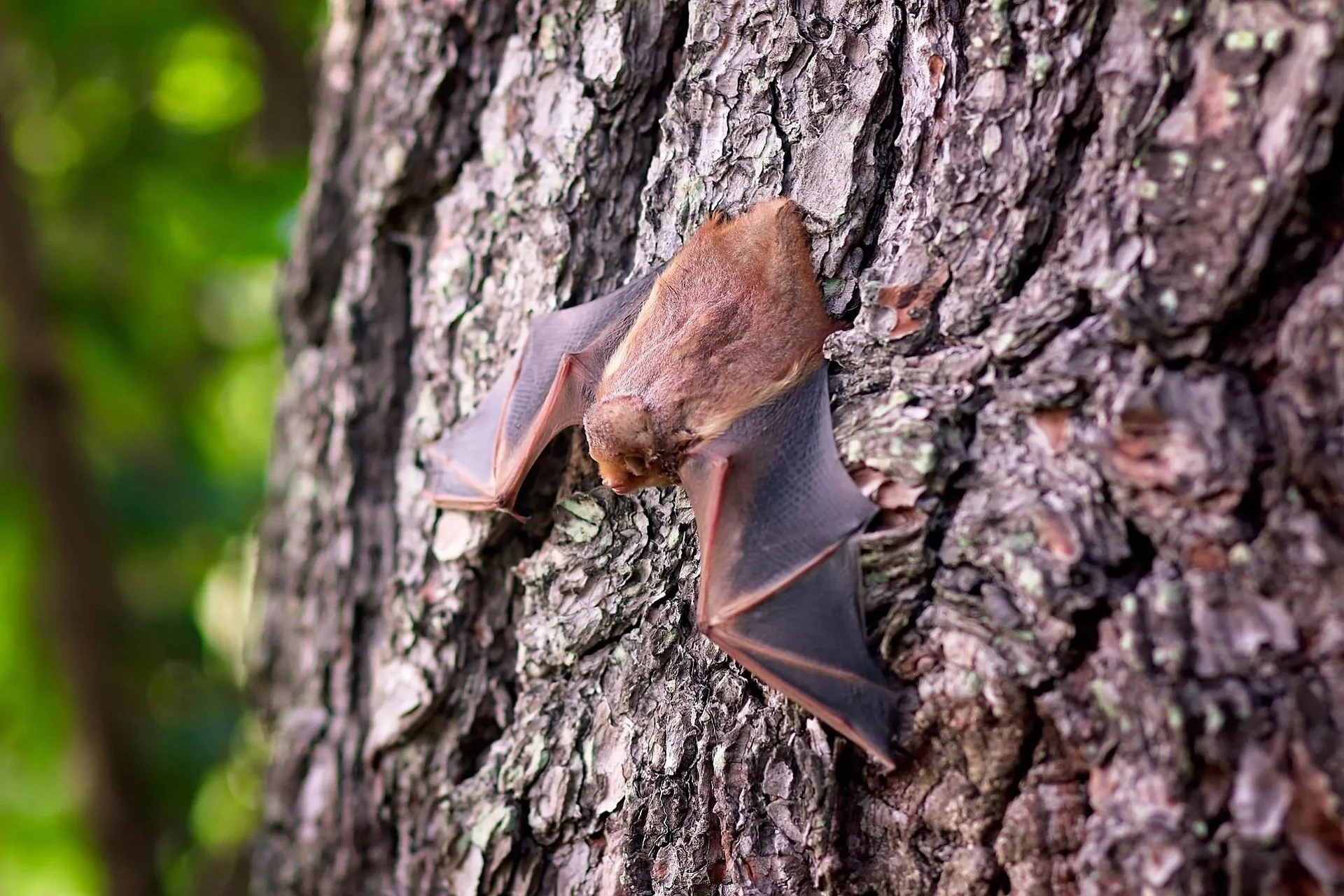 Zoonoses transmises par les chauves-souris : le changement climatique et la perte de biodiversité modifient le risque de transmission à l'homme