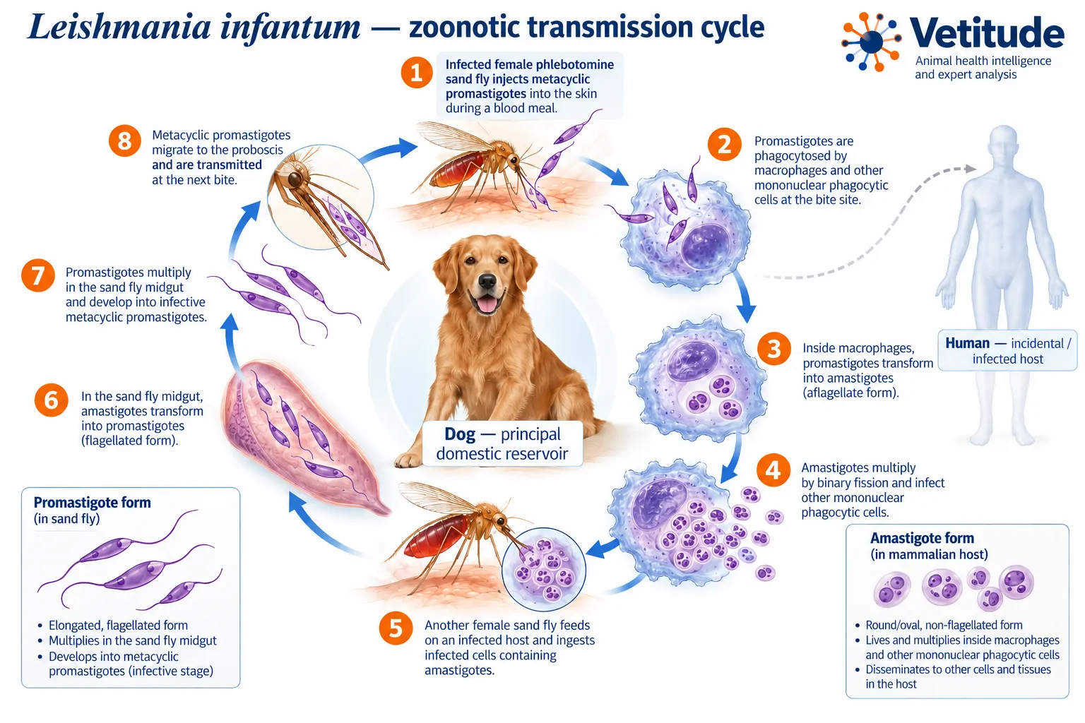 La leishmaniose canine progresse vers le nord en Italie