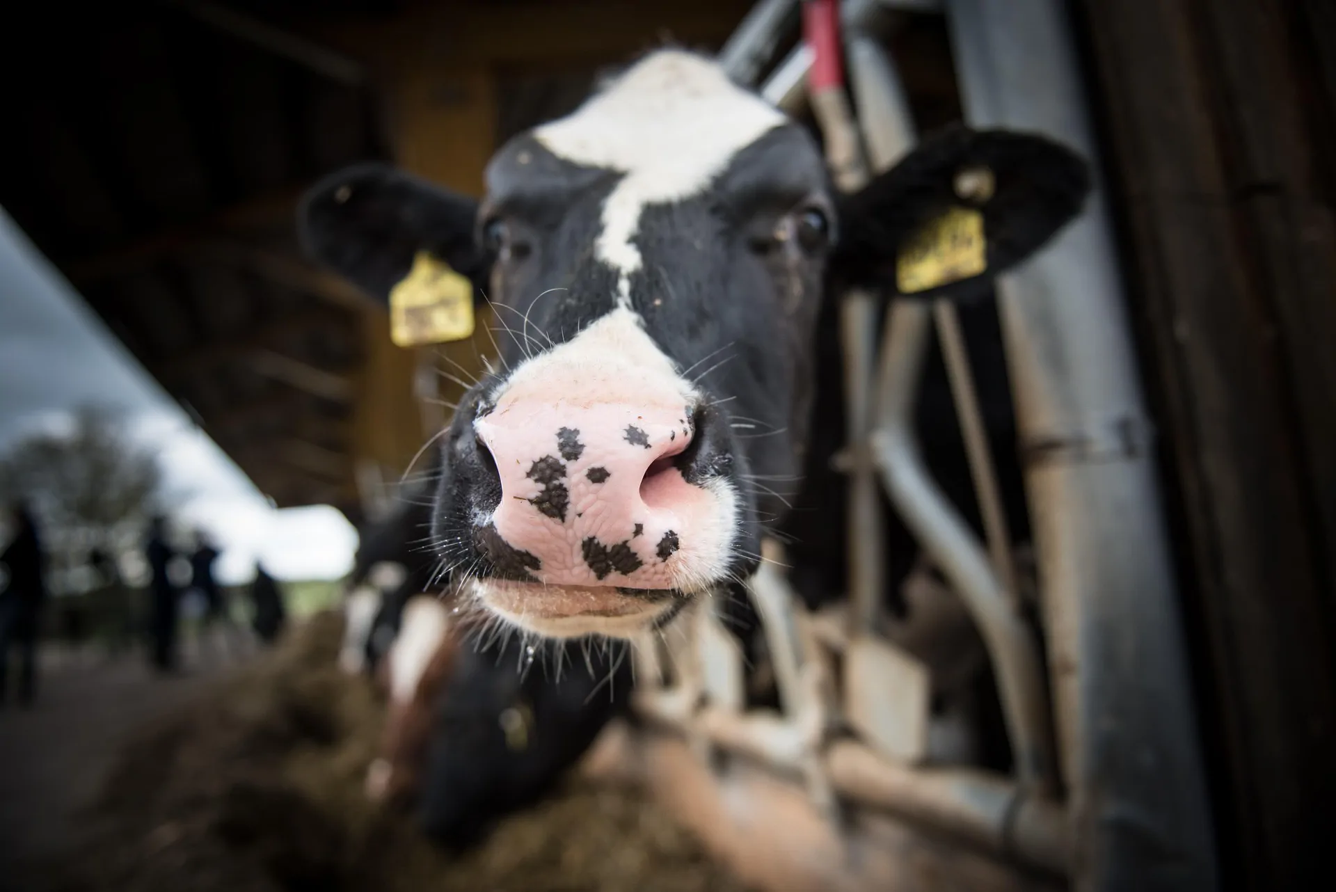 H5N1 in dairy cattle: producer perception may be as important as biosecurity guidance