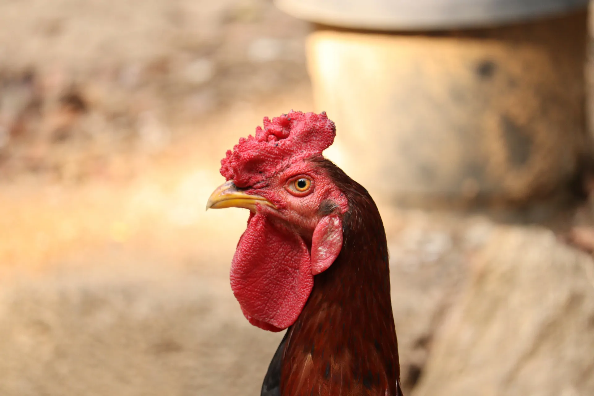 Machine learning maps avian influenza risk hotspots across India