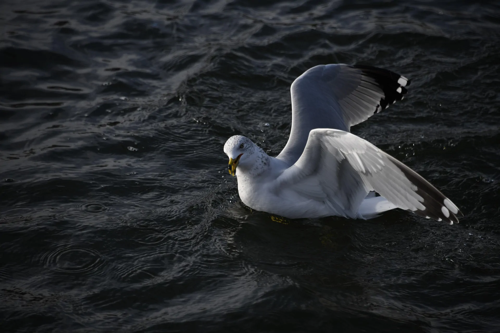 Les déplacements des oiseaux aquatiques pourraient permettre de prévoir les foyers mondiaux de grippe aviaire