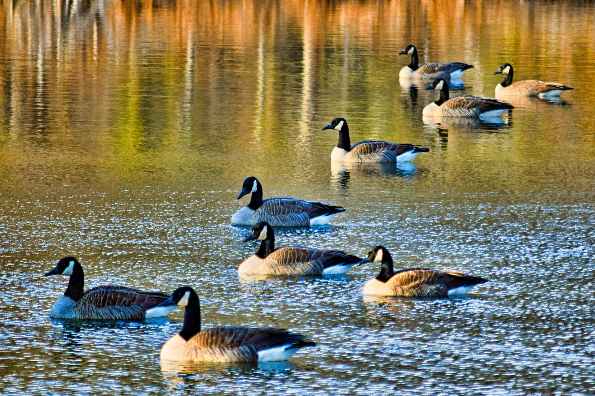 H5N1 in Canadian wildlife: waterfowl, raptors and reassortant viruses dominate four years of surveillance
