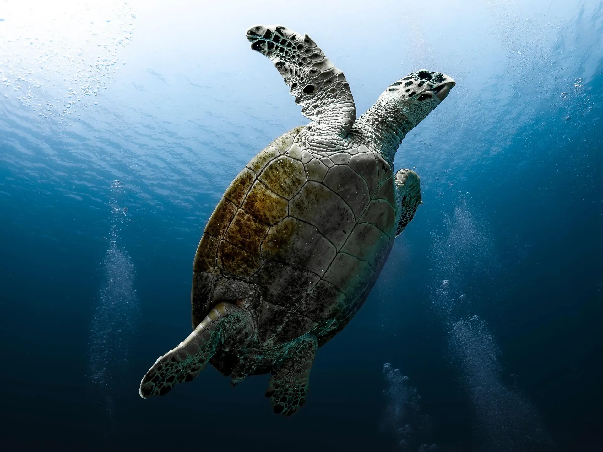 Genetic sequencing uncovers previously unknown viruses in vulnerable sea turtles