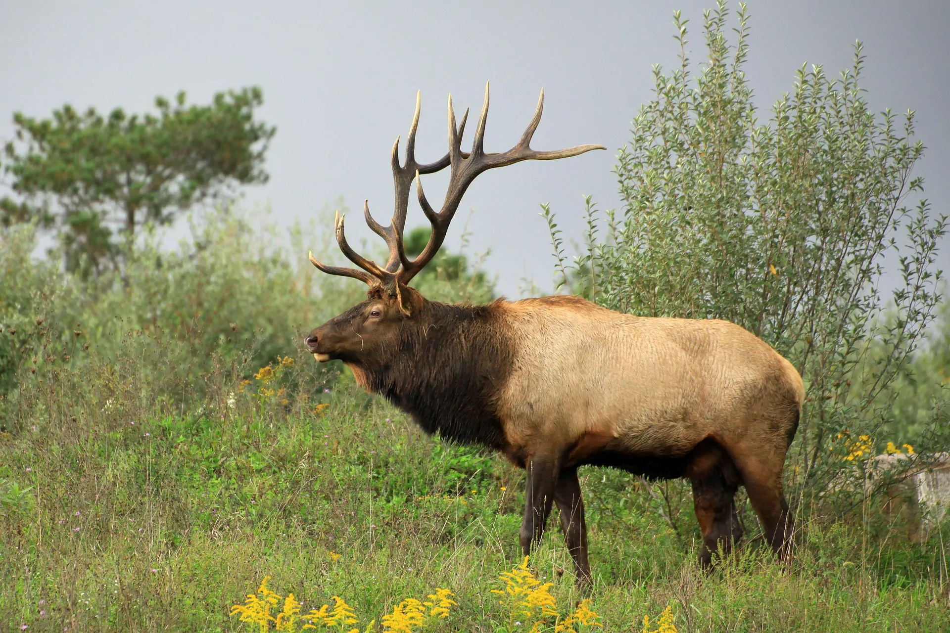 La lucilie bouchère touche désormais la faune sauvage américaine, alors qu'un nouveau cas chez le bétail élargit le spectre des hôtes