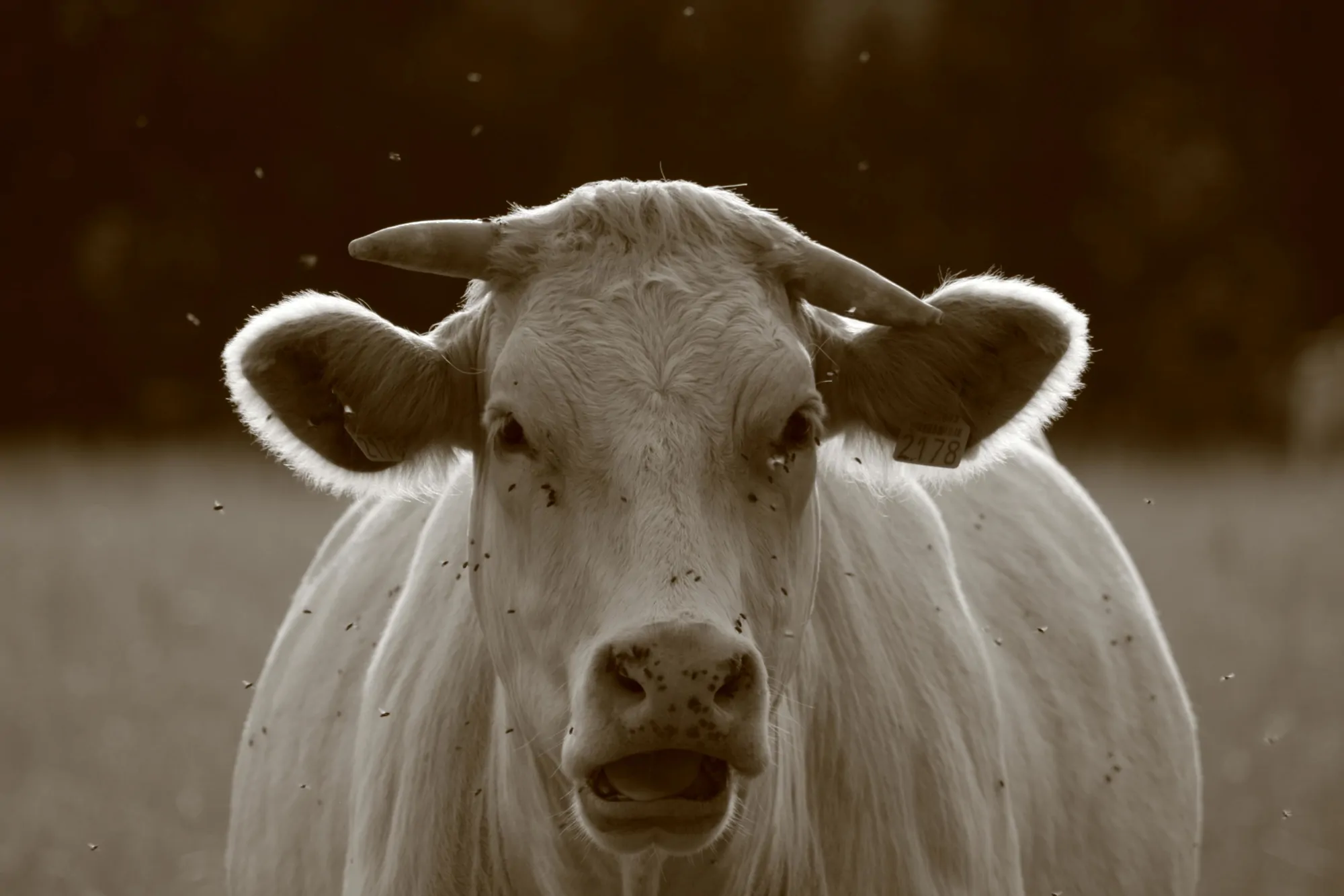 Zoonoses transmises par les moustiques : la concentration d'animaux peut amplifier ou atténuer le risque d'épidémie