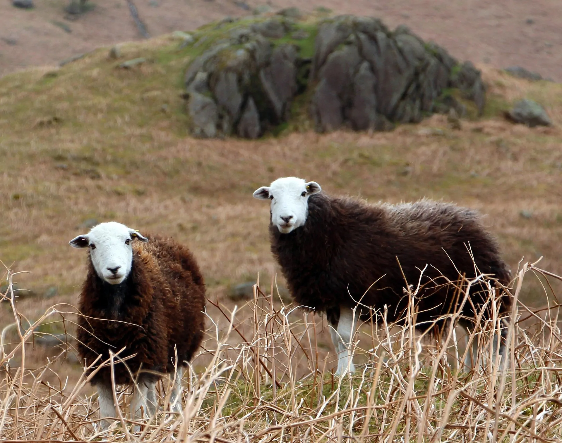 Bluetongue in Europe: BTV-3 intensifies in the British Isles while France reports a much quieter season