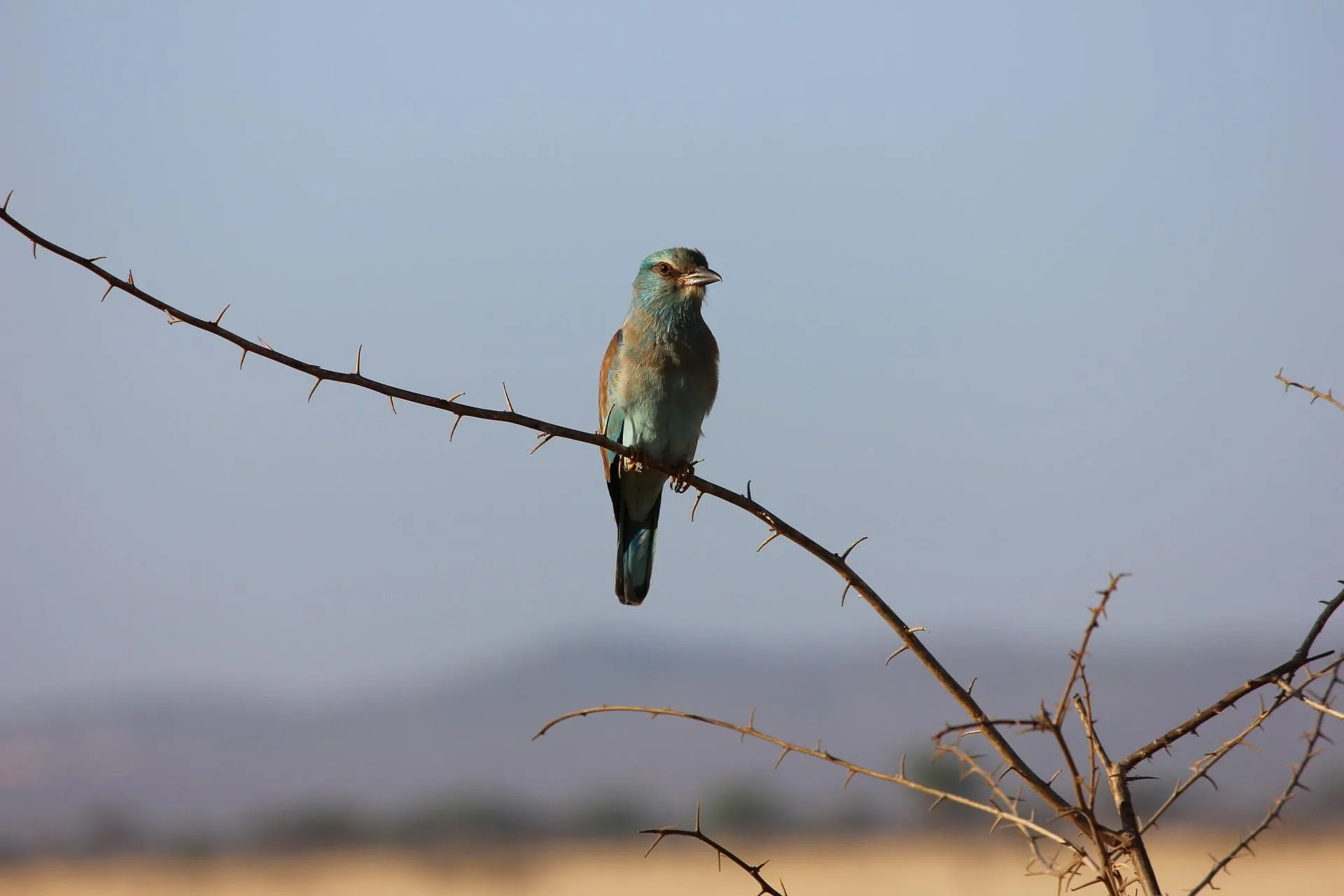 H5N1 in Africa: two decades of data reveal persistent poultry hotspots and uneven zoonotic risk