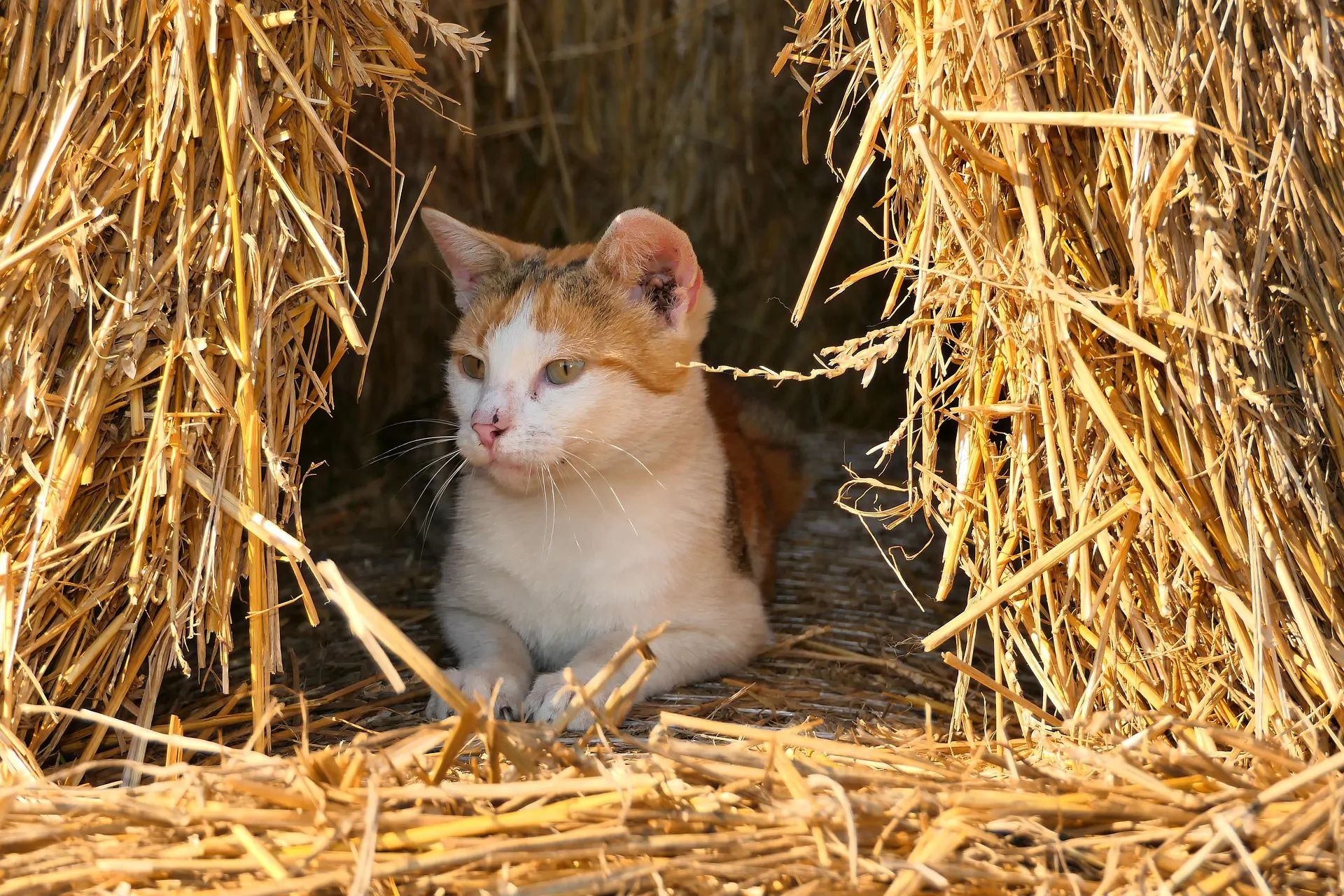 H5N1 detected in a cat and rats during a backyard poultry outbreak in Illinois