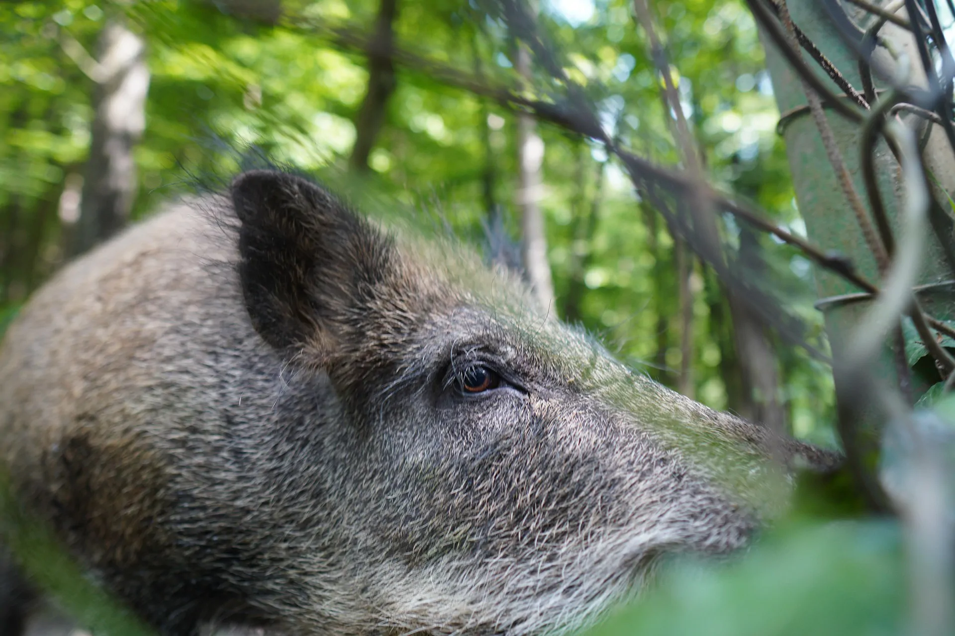 La peste porcine africaine chez les sangliers : la densité de population influe davantage sur la propagation que la persistance de la maladie