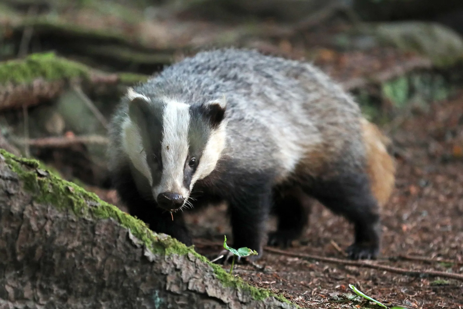 Sixteen years of badger vaccination in England show the limits and value of a targeted bovine TB strategy