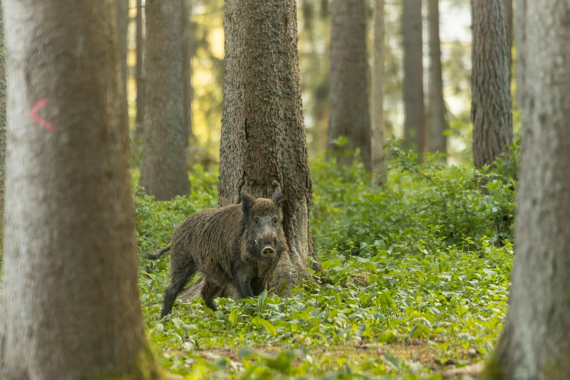 La peste porcine africaine en Europe : de nouveaux cas en Espagne et en Finlande alors que le virus continue de circuler chez les sangliers