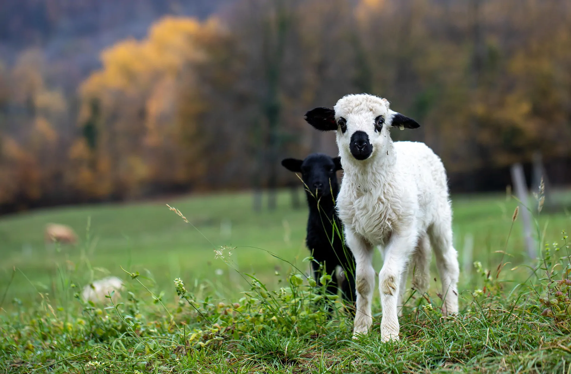 Global animal trade has transformed zoonotic risk and the economics of outbreak control