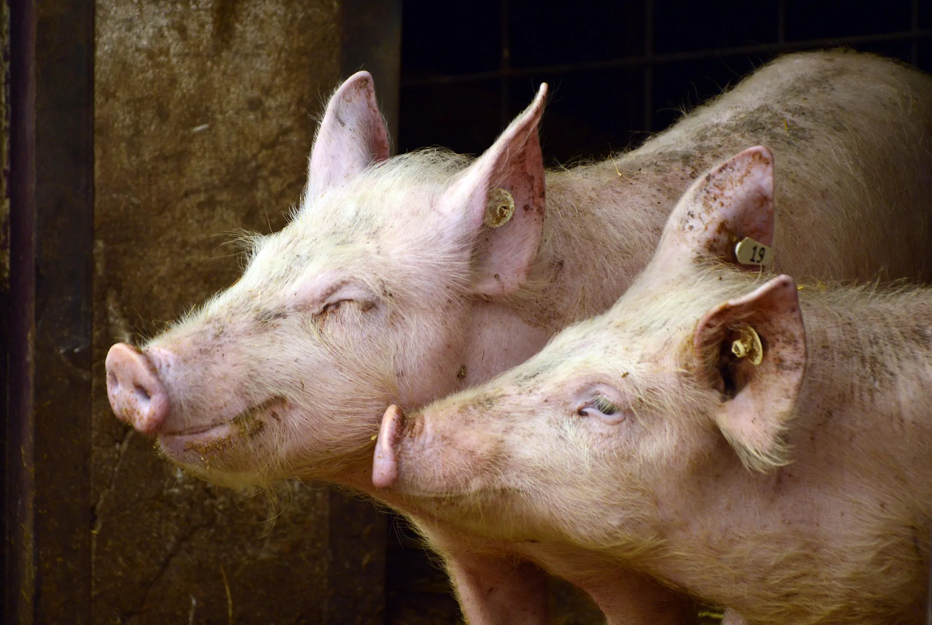 Le virus de la peste porcine africaine (PPA) a été détecté dans du plasma porcin séché par atomisation utilisé dans l'alimentation des porcs en Corée du Sud
