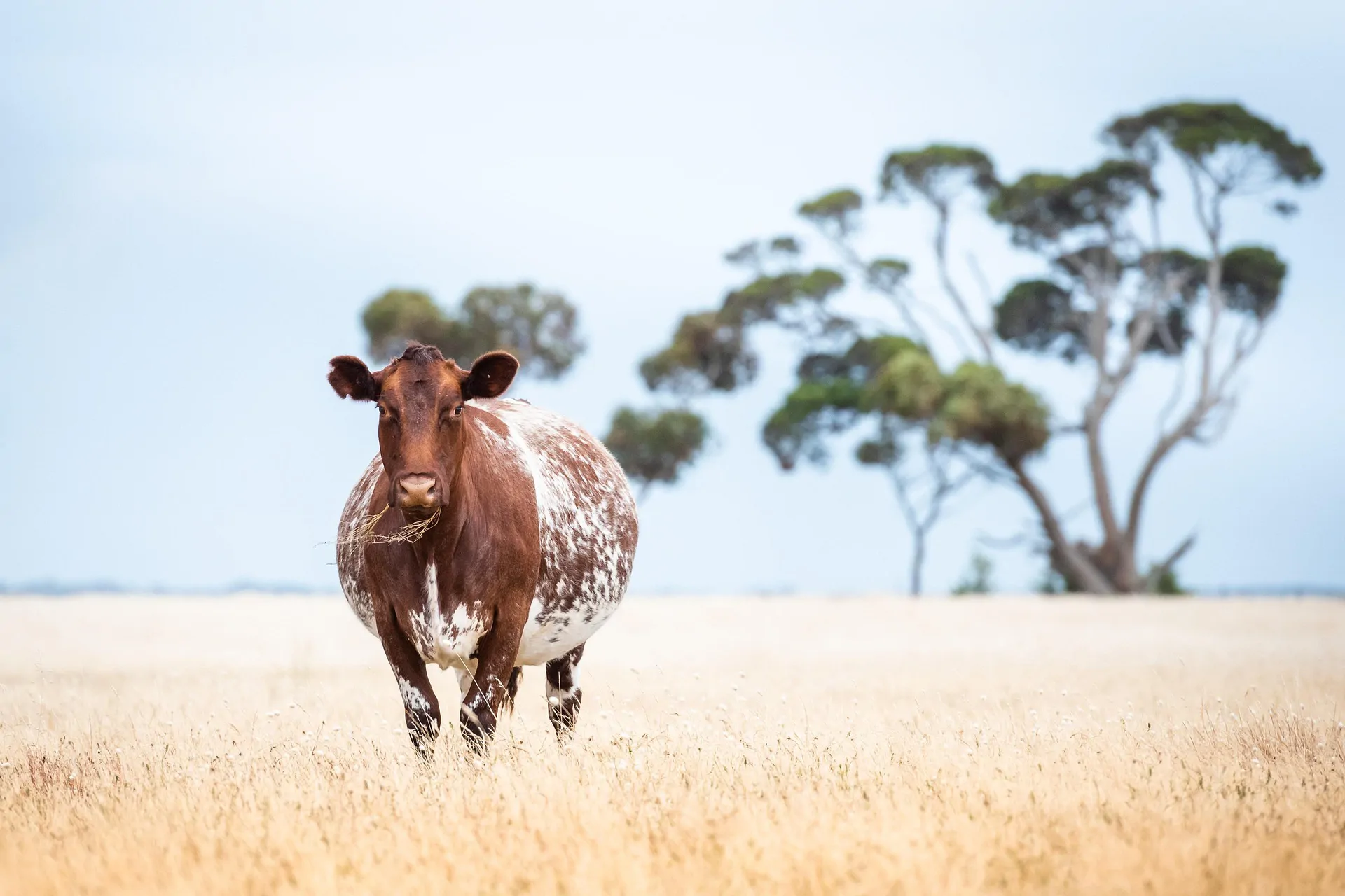 Foot-and-mouth disease antibodies detected in more than one in four cattle across Africa and Asia